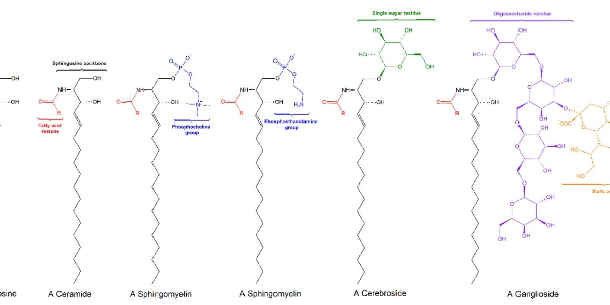 Function and Detection of Sphingolipids