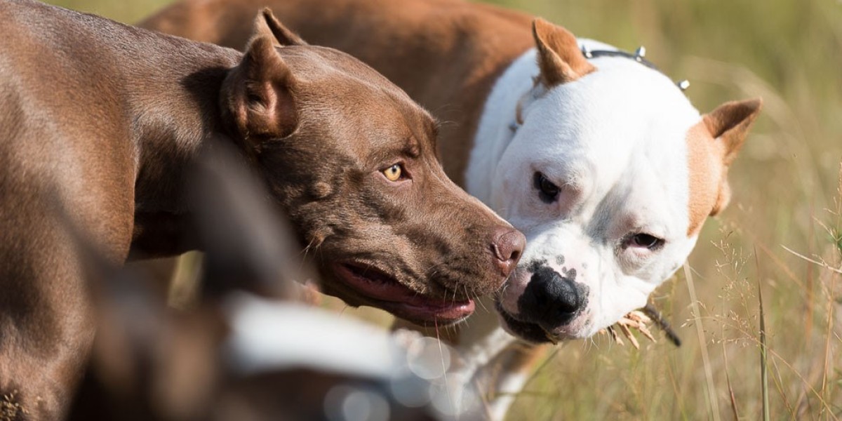 Why the American Pit Bull Terrier Makes a Wonderful Companion