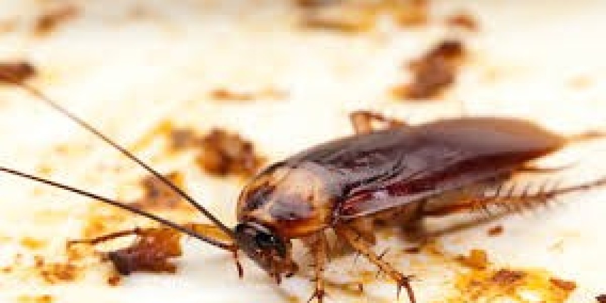 Cockroach Pest Control Service in Gurugram: Effective Solutions for Cockroach Infestations