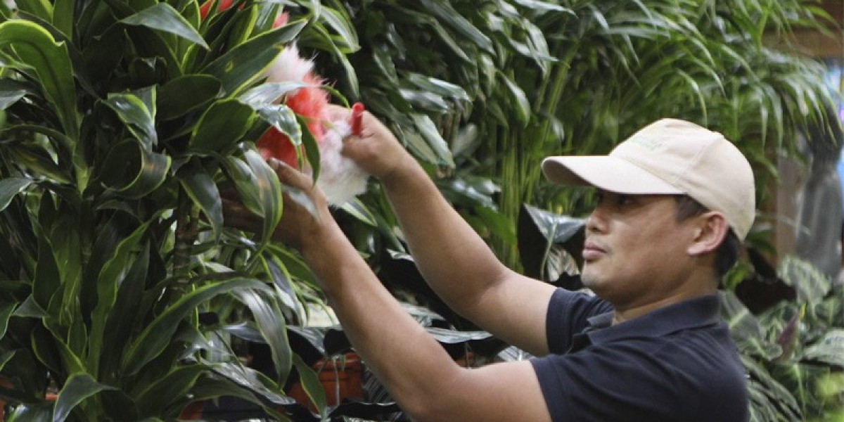 Creating a Green Oasis: How Indoor Plant Maintenance Services Enhance Residential Spaces