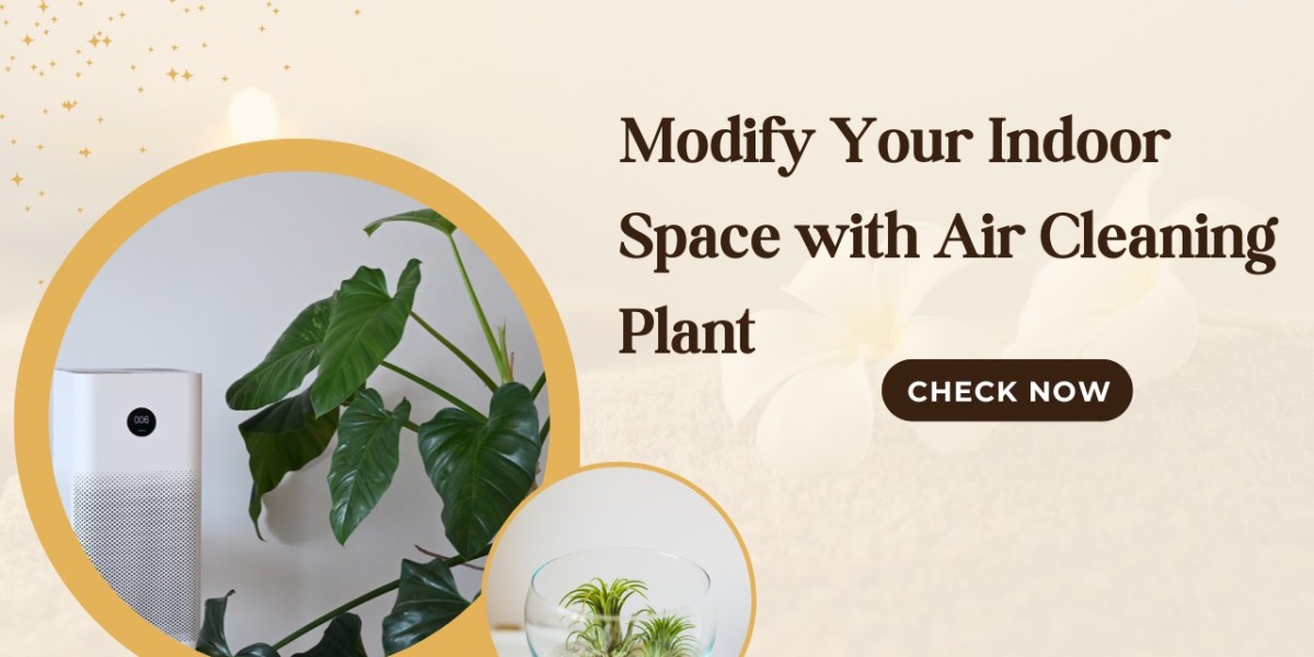 Modify Your Indoor Space with Air Cleaning Plant