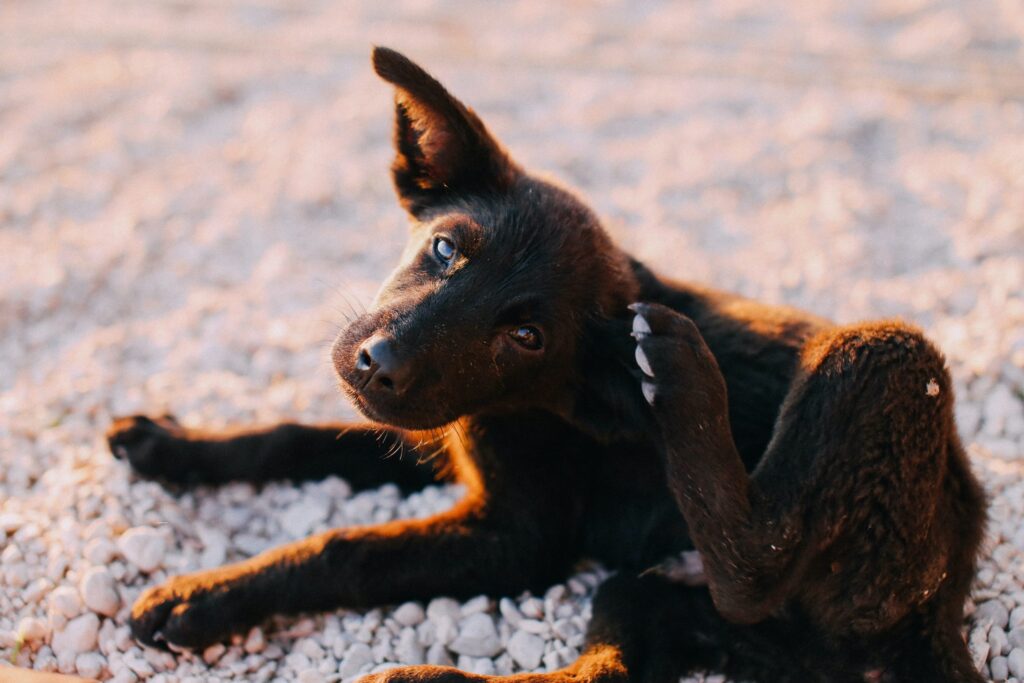 The Right Way of Taking Care of Allergies in Dogs - Its Released