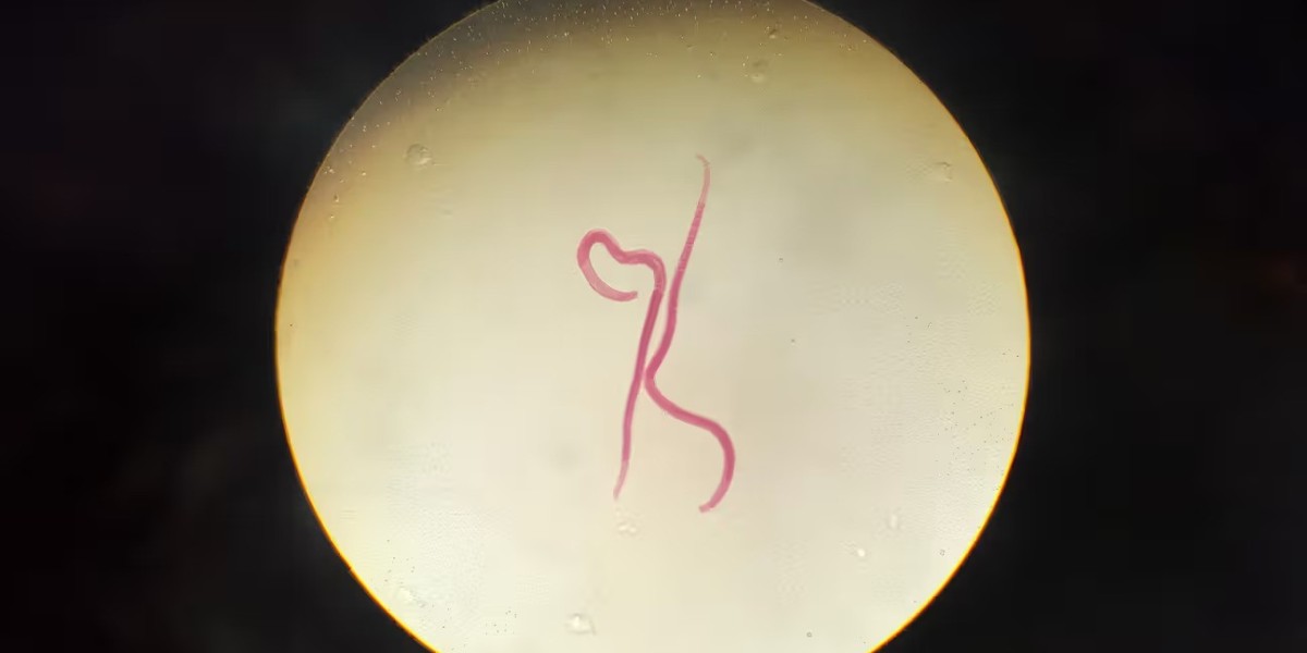 What Are Parasitic Worm Infections and How Do You Get Them?