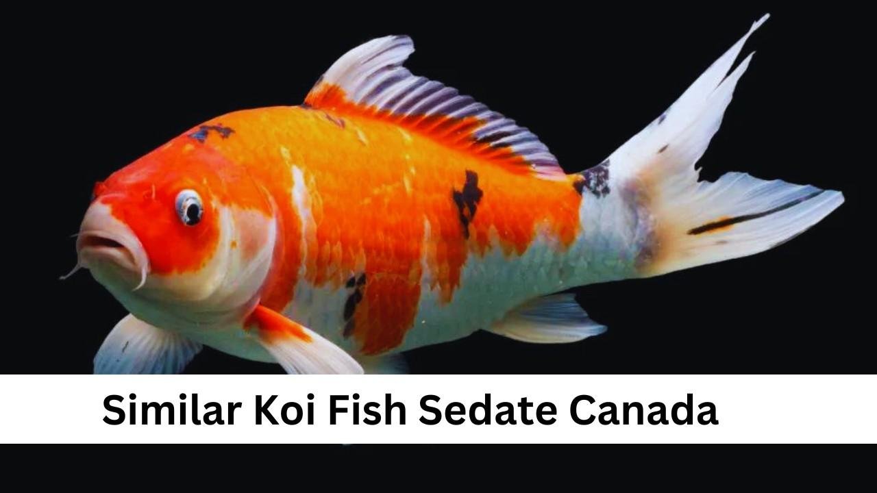 Top 7 Similar Koi Fish For a Sedate Canadian Aquarium 