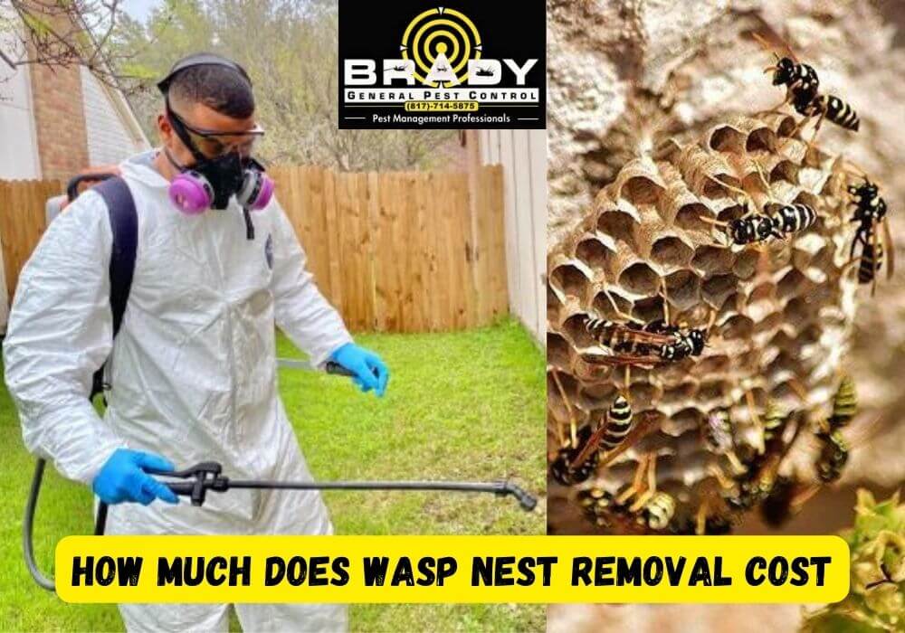 How Much Wasp Nest Removal Cost In Grand Prairie, TX 2024?