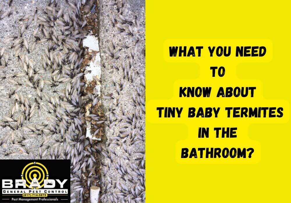 What You Need To Do When Found Tiny Baby Termites In Bathroom?