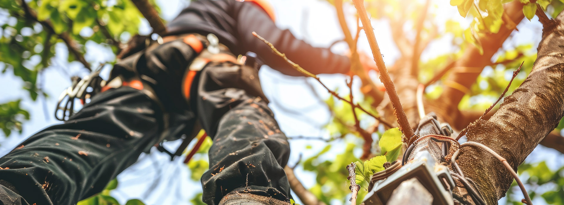 Best Tree Surgery Dover - Lynsted Landscapes