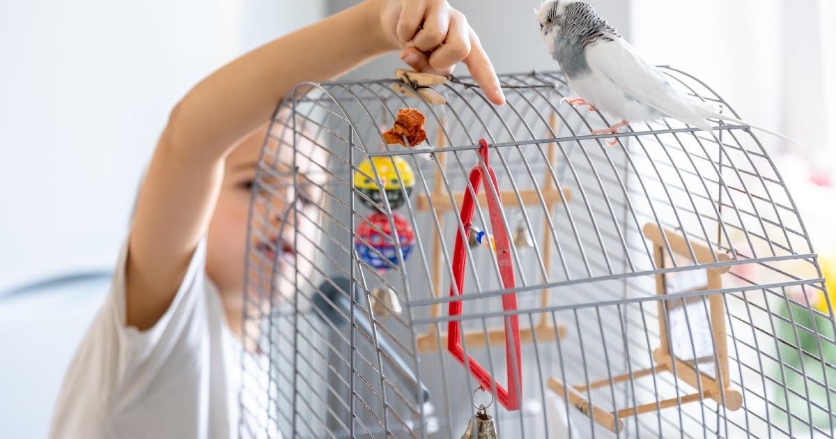 Why Bird Toys California is Leading the Trend in Avian Enrichment?