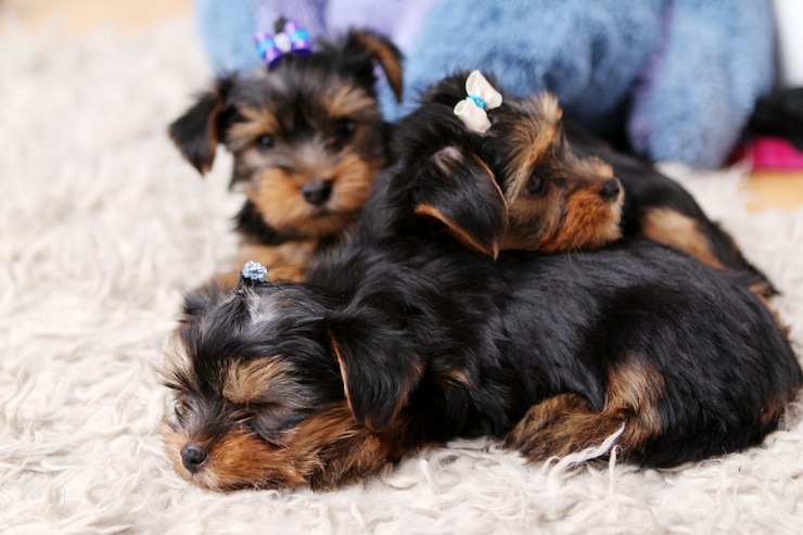 How to take their care before buying Dachshund puppies for sale