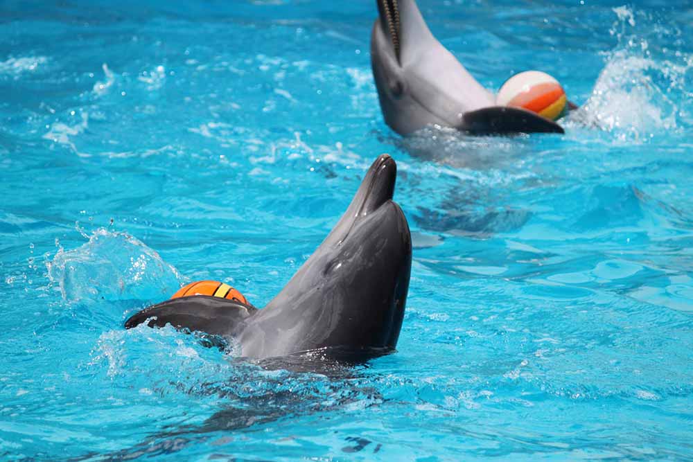 Dubai Dolphinarium Tickets | Save Upto 15% on Dolphin Show