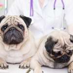 Fort Oglethorpe Pet Wellness Center