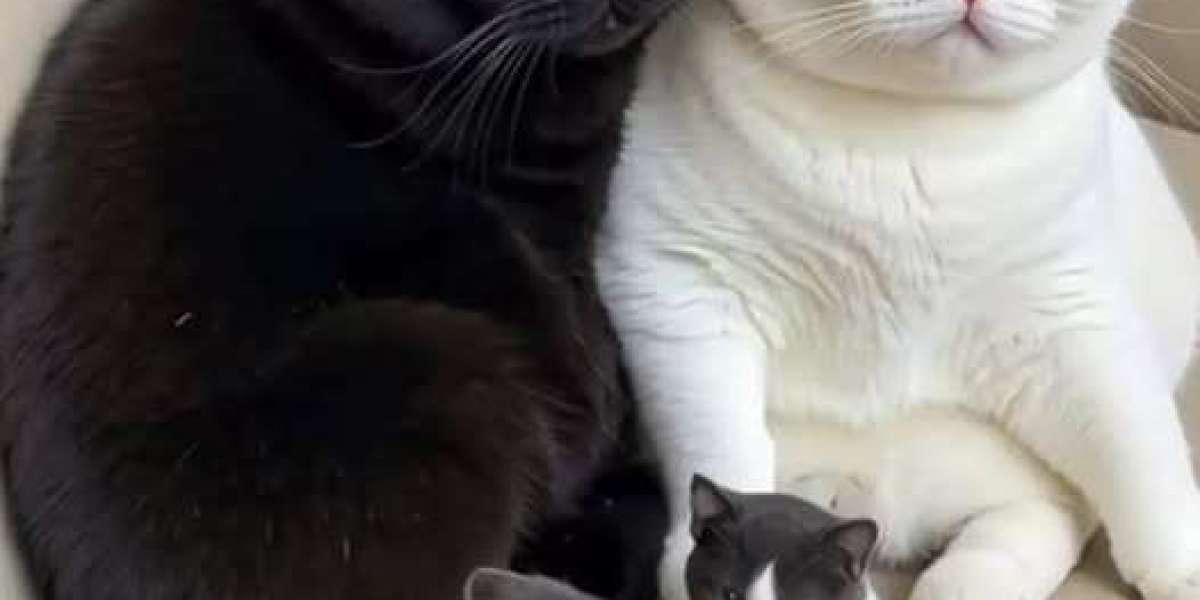 NFL Draft accomplishment 2024: Dallas Cowboys opt for OT Nathan Thomas with the 233rd choose