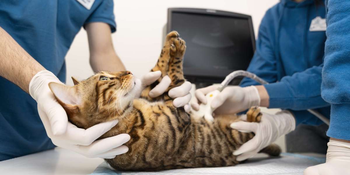 Cat Abdominal Ultrasound