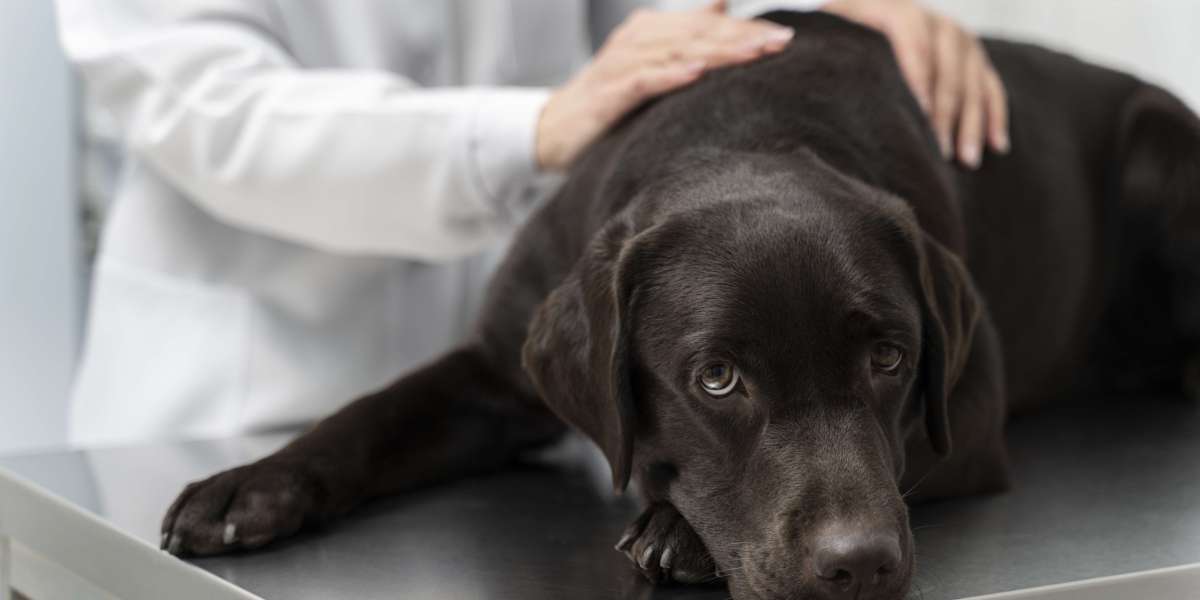 Tick and Heartworm Prevention for Dogs: A Complete Guide to Keeping Your Pet Healthy