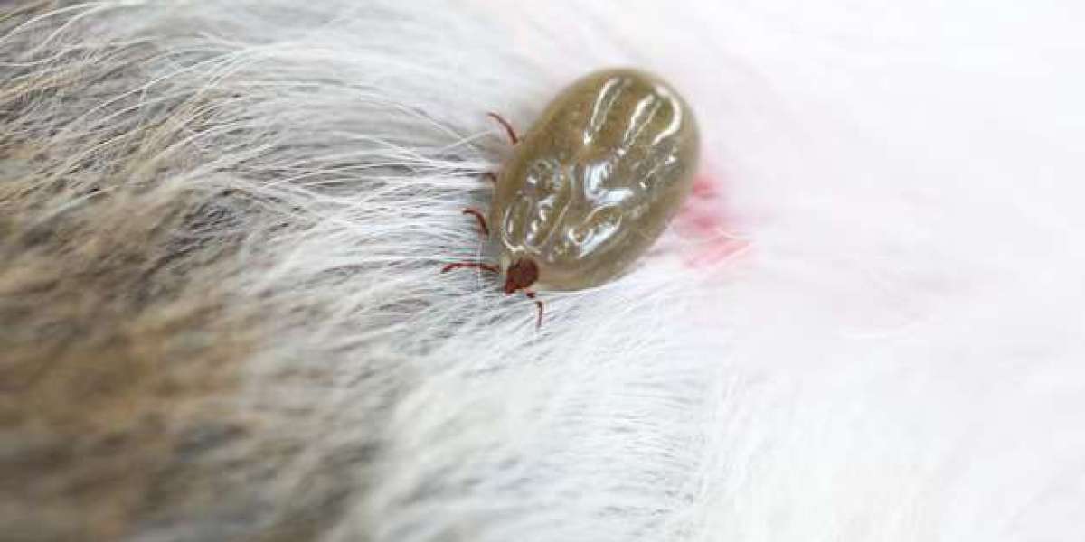 Dog Tick Medication: A Complete Guide to Protection and Relief