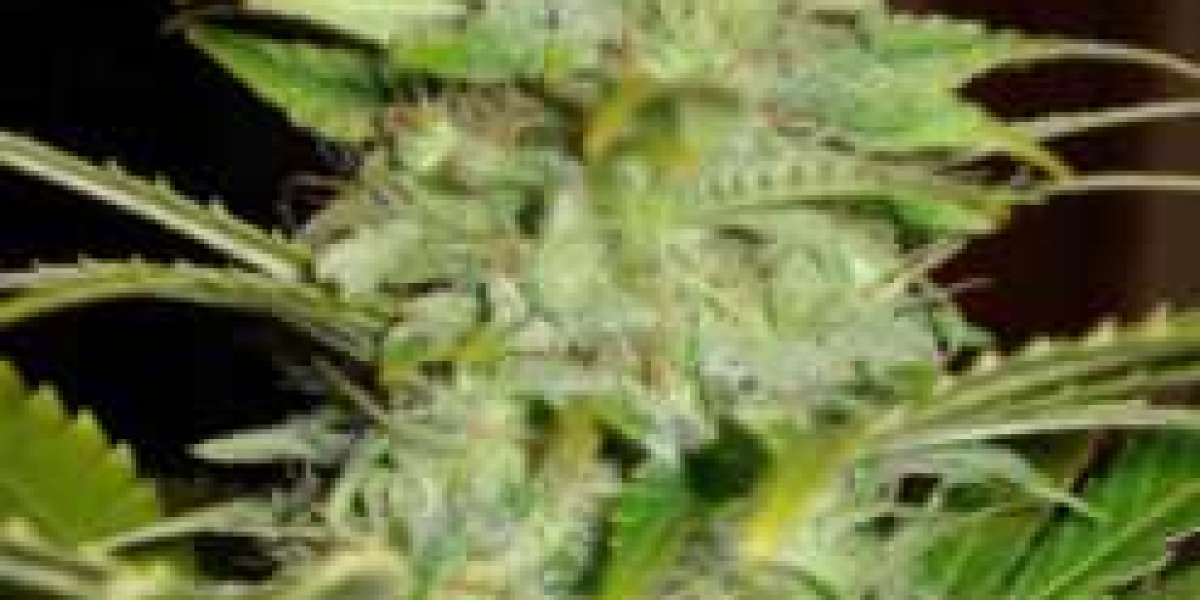 Fotoperiyot kenevir tohumları