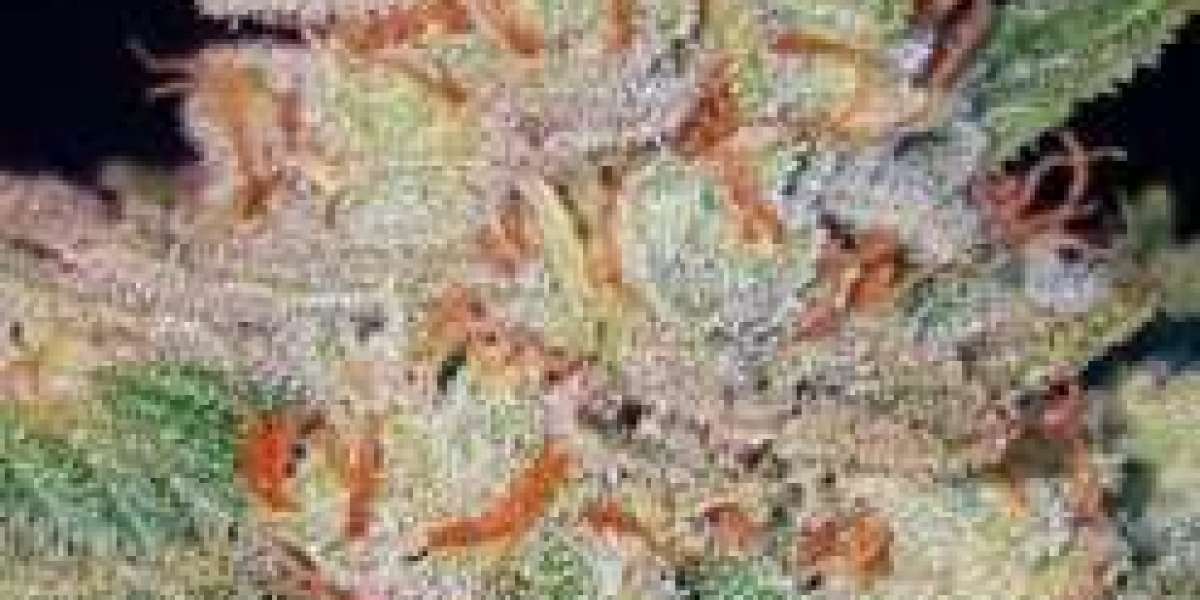 Autoflower kenevir tohumları​